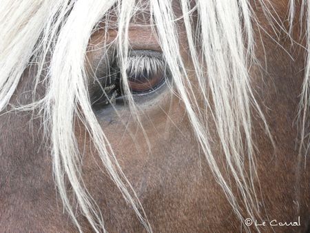 Le regard du cheval